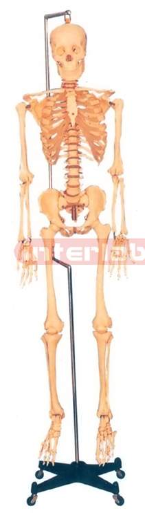 168 CM TALL, ADULT, MALE, CLEAR CARTILAGE, INFLEXIBLE SPINE, SKELETON W/REMOVABLE HANGING IRON STAND